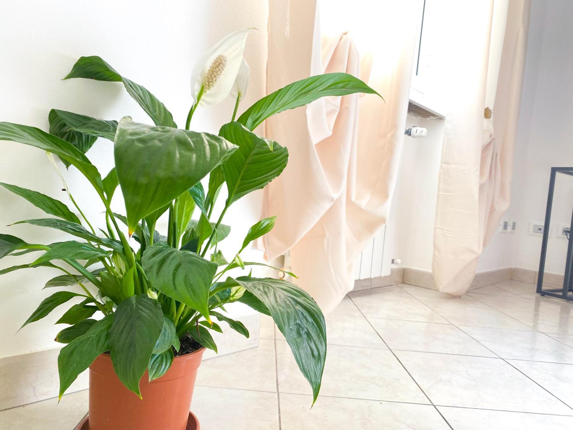 Apartment Ophele House *